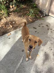 Found/Stray Male Dog last seen apmts, Santa Clarita, CA 91321