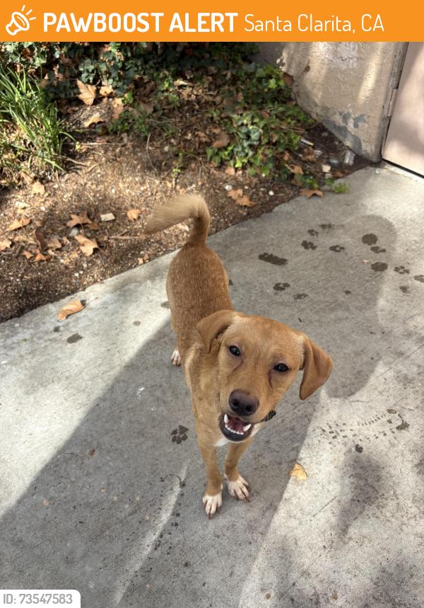 Found/Stray Male Dog last seen apmts, Santa Clarita, CA 91321