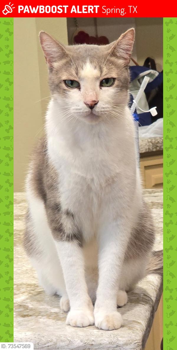Lost Male Cat last seen LaCoste Love Court and Cochet Spring, Spring, TX 77379