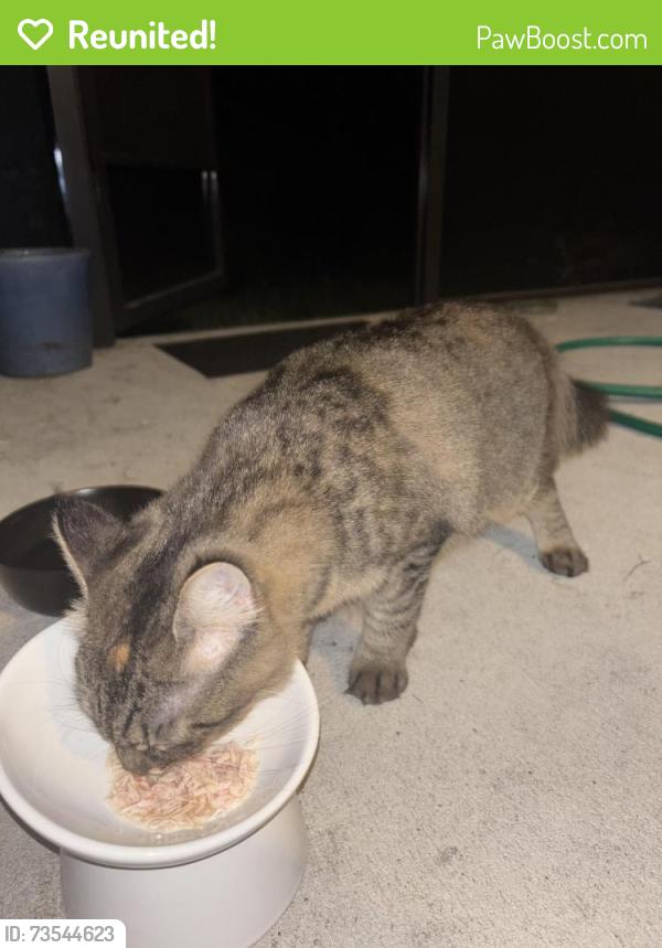 Reunited Unknown Cat last seen Moss Rd and Garden Dr, Winter Springs FL, Winter Springs, FL 32708