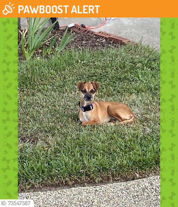 Found/Stray Unknown Dog last seen Jones Creek Road, City of St. George, LA 70816