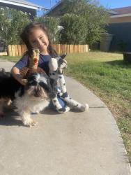 Reunited Male Dog last seen 45th ave and montebello, Phoenix, AZ 85310