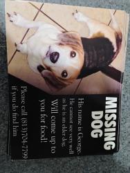 Reunited Male Dog last seen Paradise village near six Mile Creek, Tampa, FL 33610