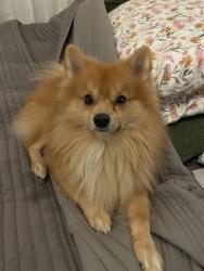 Lost Male Dog last seen Fraser St at 13th ave, Vancouver, BC V5T 3W1