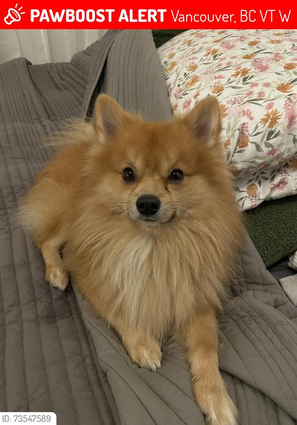Lost Male Dog last seen Fraser St at 13th ave, Vancouver, BC V5T 3W1
