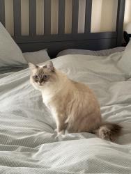 Lost Female Cat last seen By Hillsides, Los Angeles, CA 90042