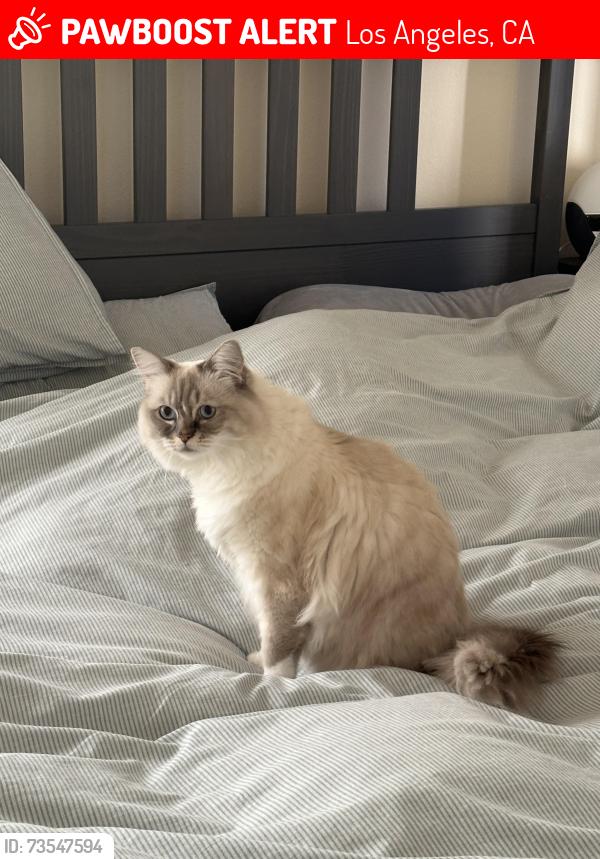 Lost Female Cat last seen By Hillsides, Los Angeles, CA 90042