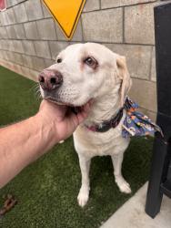 Reunited Female Dog last seen Near Yardley St, San Bernardino, CA 92407, USA, San Bernardino, CA 92407