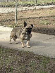 Found/Stray Male Dog last seen Park Avenue 92507, Riverside, CA 92507