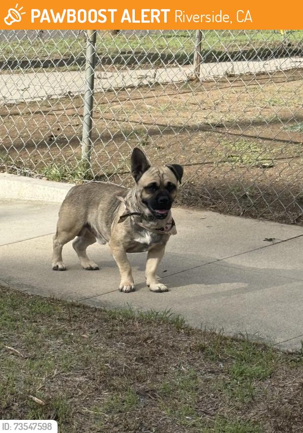 Found/Stray Male Dog last seen Park Avenue 92507, Riverside, CA 92507