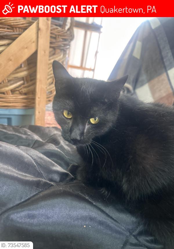 Lost Female Cat last seen Spinnerstown hotel, Quakertown, PA 18951