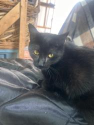 Lost Female Cat last seen Spinnerstown hotel, Quakertown, PA 18951
