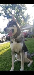 Lost Male Dog last seen Winnetka / Nordoff, Los Angeles, CA 91306