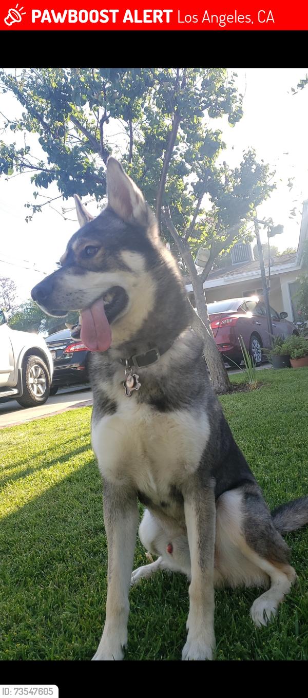 Lost Male Dog last seen Winnetka / Nordoff, Los Angeles, CA 91306