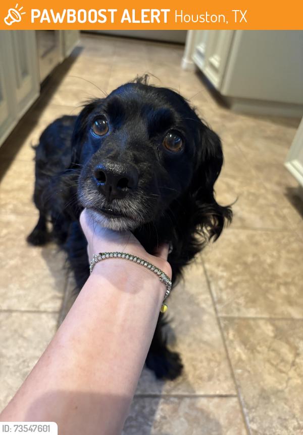 Found/Stray Male Dog last seen Corner of Richmond & Chimney Rock (in the abandoned gas station), Houston, TX 77057