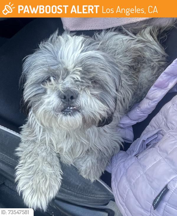 Found/Stray Male Dog last seen Cypress Park & Recreation Center, Los Angeles, CA 90065