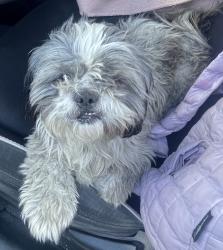 Found/Stray Male Dog last seen Cypress Park & Recreation Center, Los Angeles, CA 90065