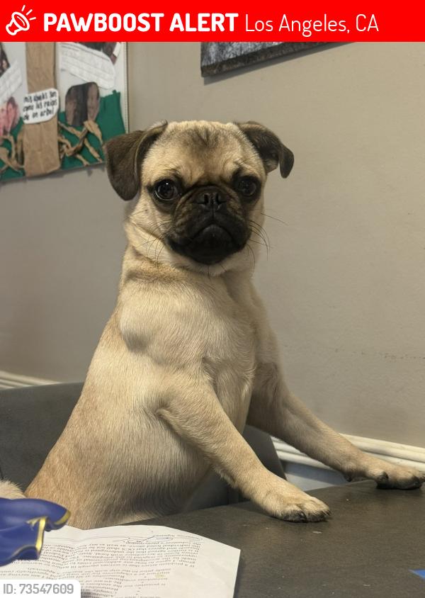 Lost Female Dog last seen Colby and cotner 90064, Los Angeles, CA 90064