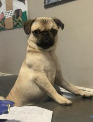 Lost Female Dog last seen Colby and cotner 90064, Los Angeles, CA 90064