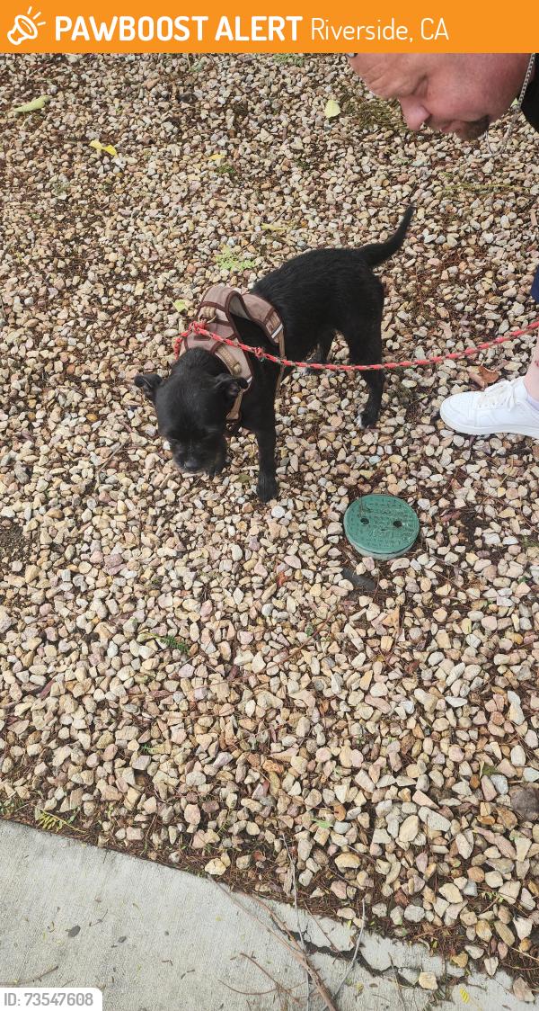 Found/Stray Female Dog last seen COLUNBIA AMD CENTER STREET, Riverside, CA 92501