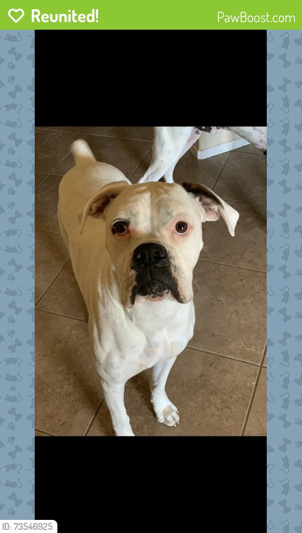 Reunited Male Dog last seen Avenida caylee, Homeland, CA 92548
