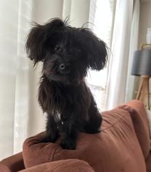 Reunited Male Dog last seen N/A, Wimberley, TX 78676