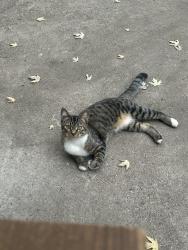 Found/Stray Female Cat last seen 33rd Ave N, Minneapolis, MN 55411