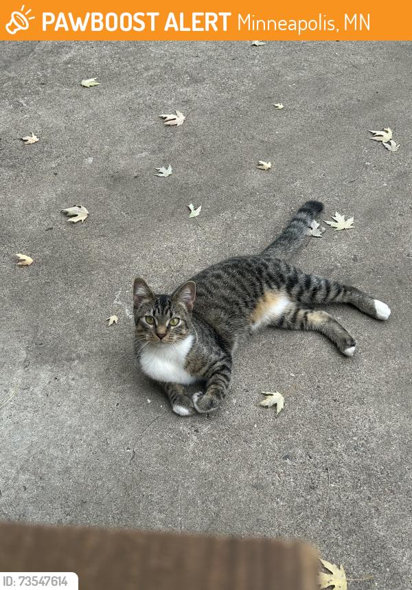 Found/Stray Female Cat last seen 33rd Ave N, Minneapolis, MN 55411