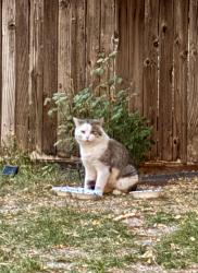 Found/Stray Unknown Cat last seen S Naples St & E Gunnison Pl, Aurora, CO 80017