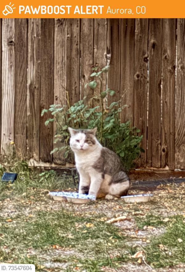 Found/Stray Unknown Cat last seen S Naples St & E Gunnison Pl, Aurora, CO 80017