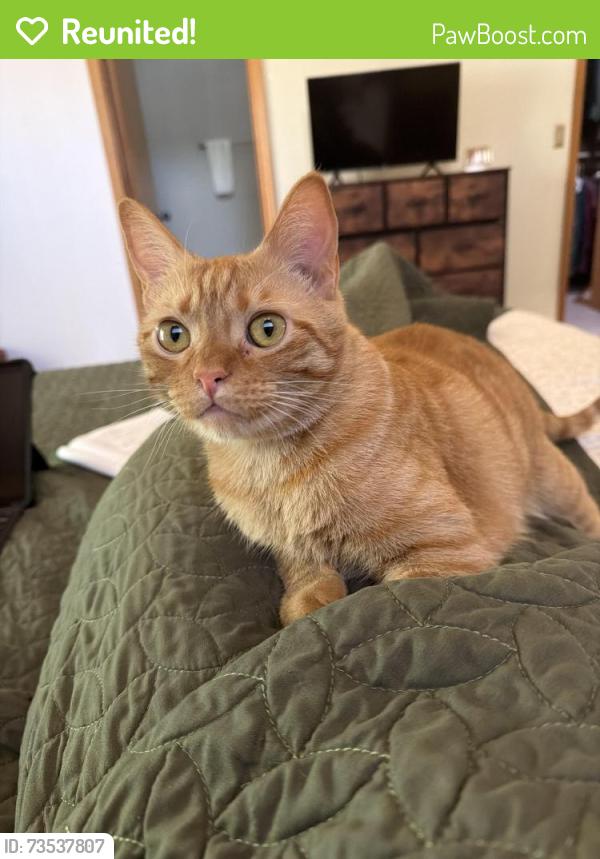 Reunited Male Cat last seen Deer Run, Gainesville, FL 32653