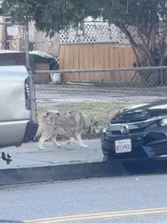 Found/Stray Unknown Dog last seen Ave 33 and Division, Los Angeles, CA 90065