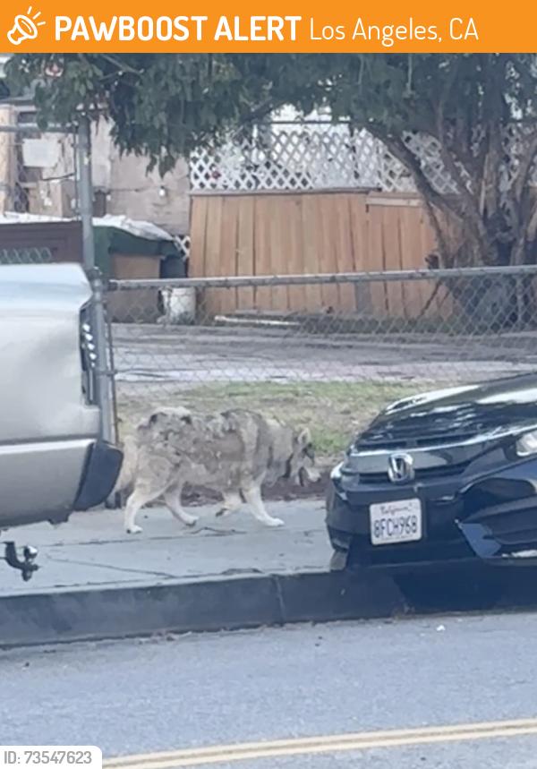 Found/Stray Unknown Dog last seen Ave 33 and Division, Los Angeles, CA 90065