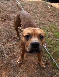 Found/Stray Male Dog last seen Route 66, Wellston, OK 74881