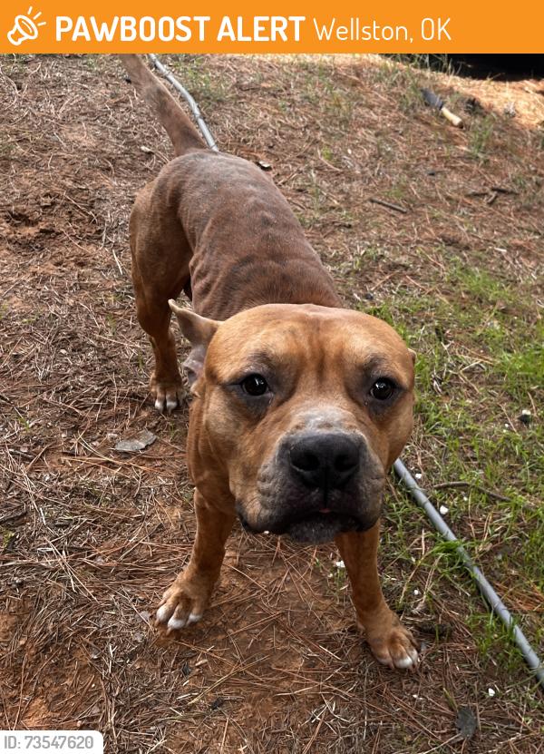 Found/Stray Male Dog last seen Route 66, Wellston, OK 74881