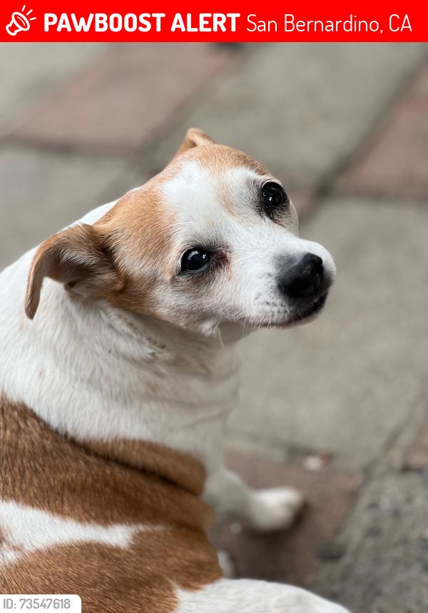Lost Female Dog last seen 27th and Alexander, San Bernardino, CA 92404