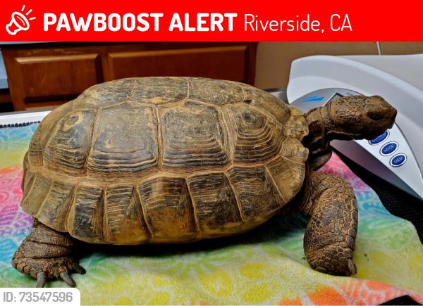 Lost Male Other last seen Serendipity & 56th, Riverside, CA 92509