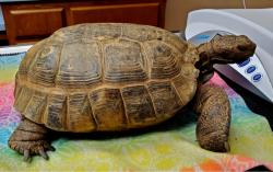 Lost Male Other last seen Serendipity & 56th, Riverside, CA 92509