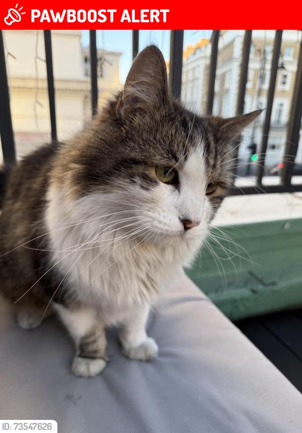 Lost Male Cat last seen Clariville Gardens, South Kensington, England SW7 3RD