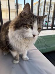 Lost Male Cat last seen Clariville Gardens, South Kensington, England SW7 3RD
