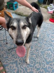 Found/Stray Female Dog last seen New Derbigny and esplanade, New Orleans, LA 70116