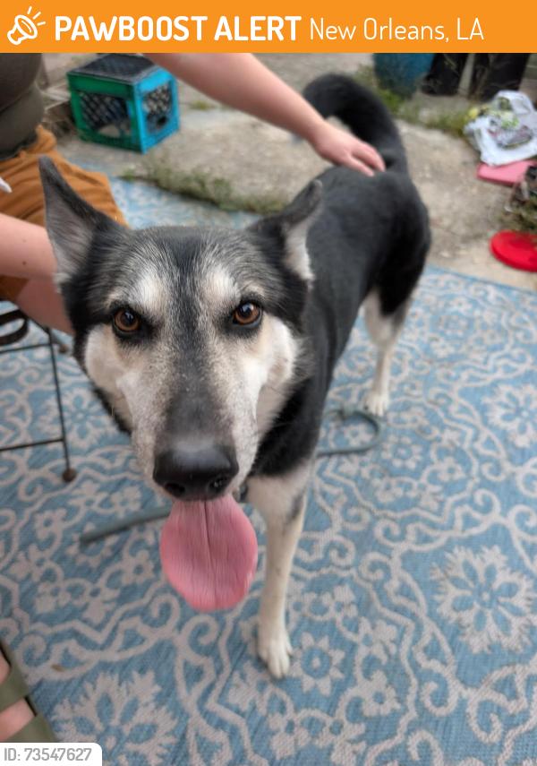 Found/Stray Female Dog last seen New Derbigny and esplanade, New Orleans, LA 70116