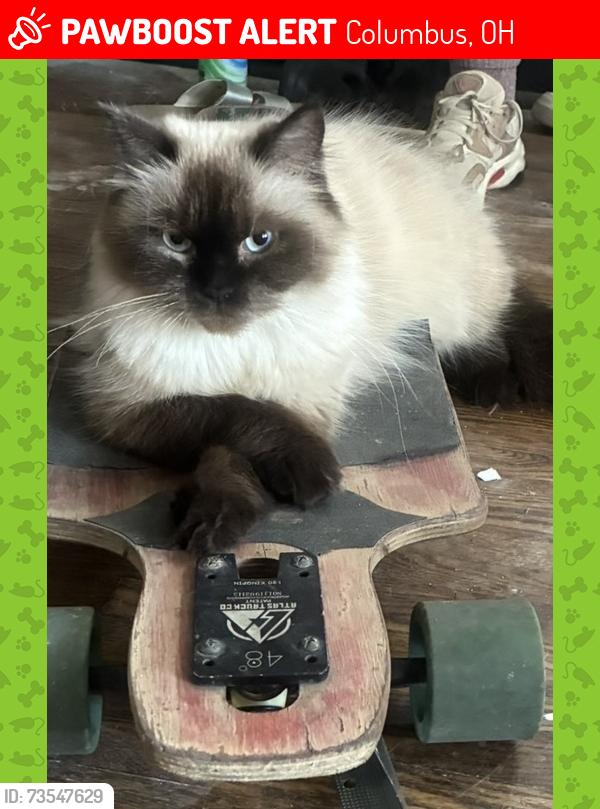 Lost Female Cat last seen Parsons and Hanford, Columbus, OH 43206