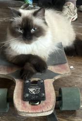 Lost Female Cat last seen Parsons and Hanford, Columbus, OH 43206