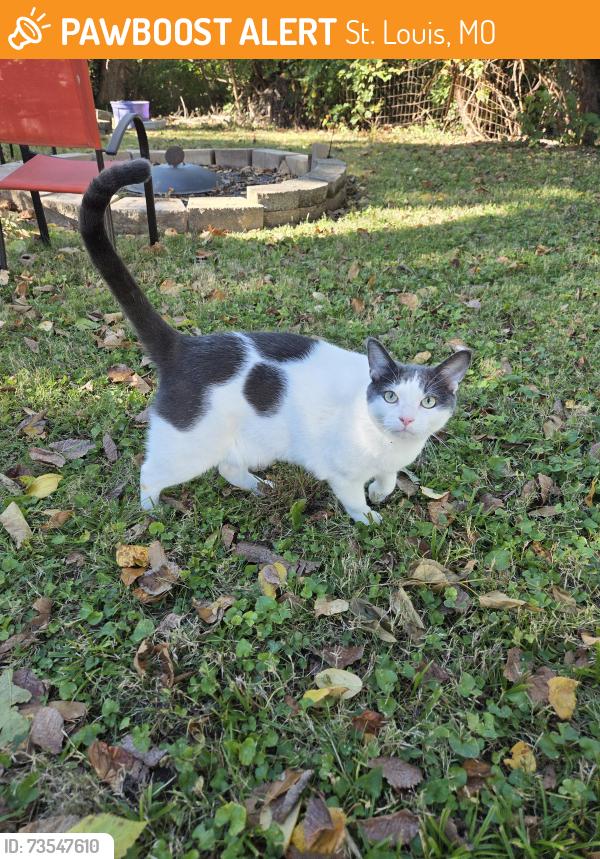 Found/Stray Male Cat last seen Dr. Henry Givens Jr. Elementary, St. Louis, MO 63119