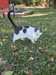Found/Stray Male Cat last seen Dr. Henry Givens Jr. Elementary, St. Louis, MO 63119