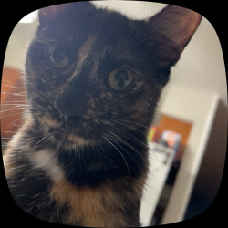 Reunited Female Cat last seen Aldi, Family Dollar, CVS, Marietta, GA 30064