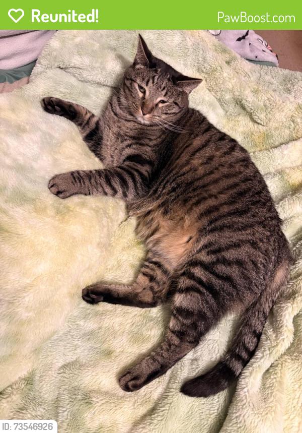 Reunited Male Cat last seen Landsbrook neighborhood, Oklahoma City, OK 73132