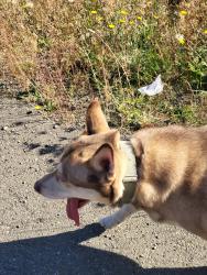 Reunited Male Dog last seen Sand Dollar and Ridge Rock and W Echo Bay, Bremerton, WA 98312