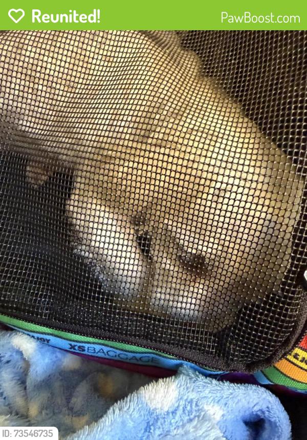 Reunited Male Dog last seen Red Mill Rd & 3rd Ave. Extension, Rensselaer, NY 12144